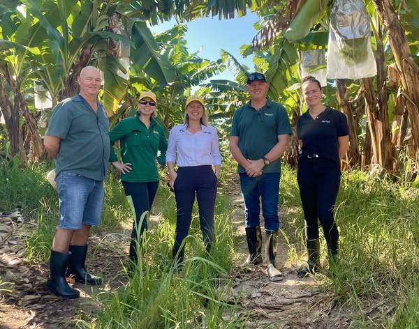 queensland banana farmers