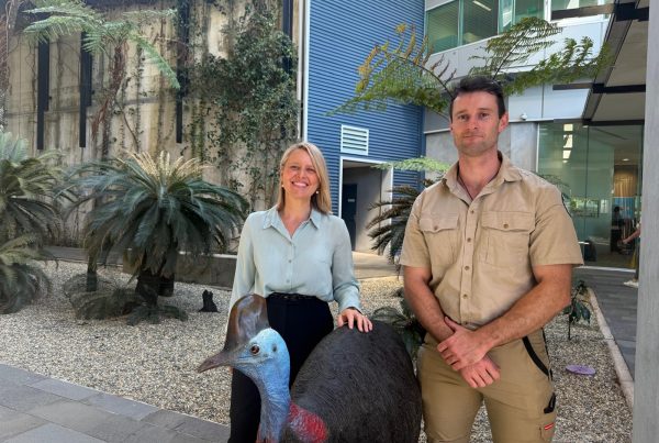 Cassowary sightings Qwildlife app