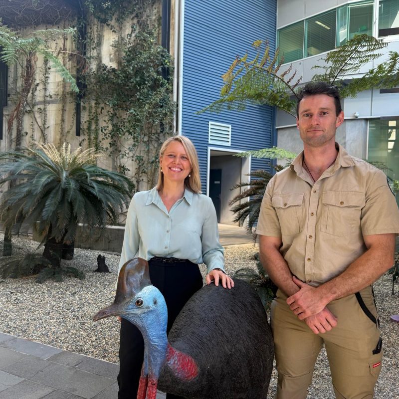 Cassowary sightings Qwildlife app